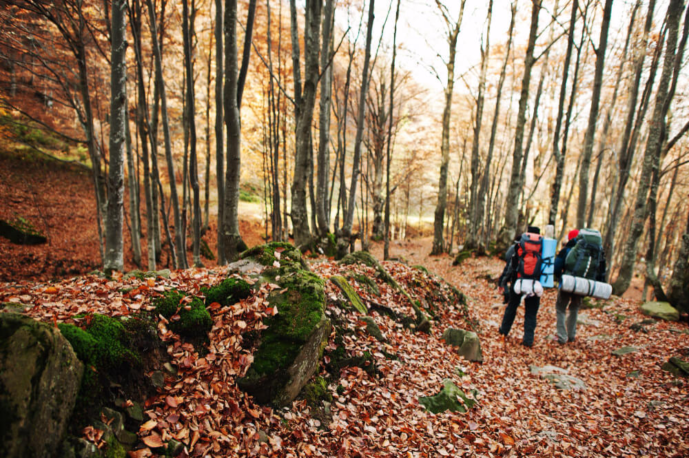 Randonnée en forêt